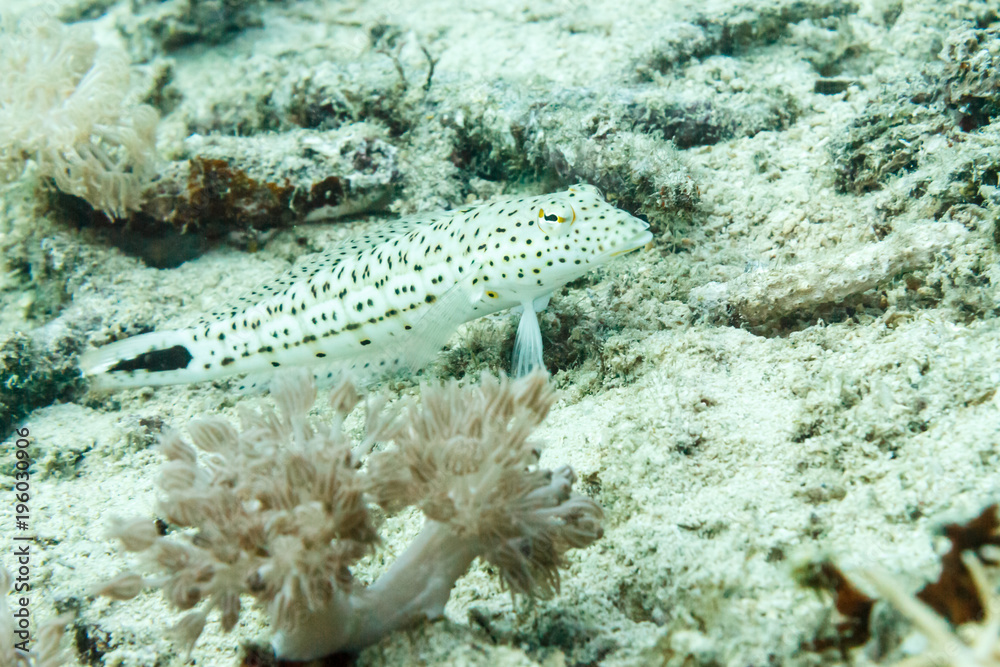 Spotted bass on a coral bottom.