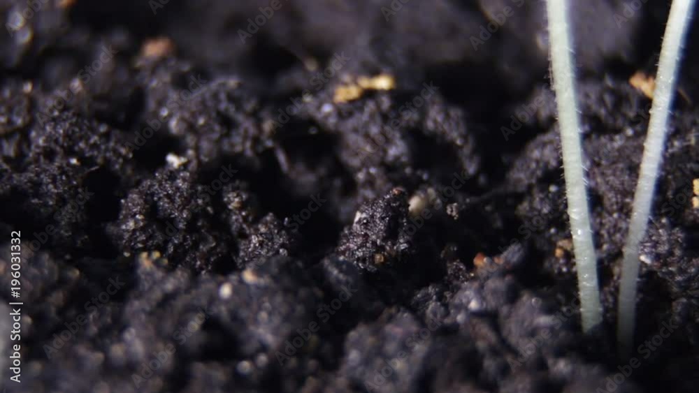 Macro Shots of Plant sprouts on black ground background. Macro Shots of Plant sprouts on black ground background.