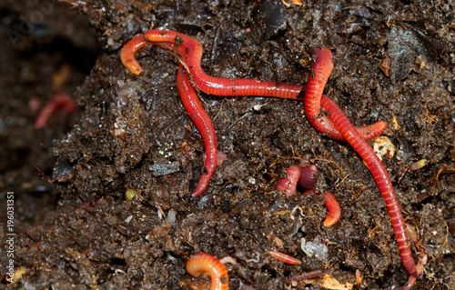Earthworms crawling in compost