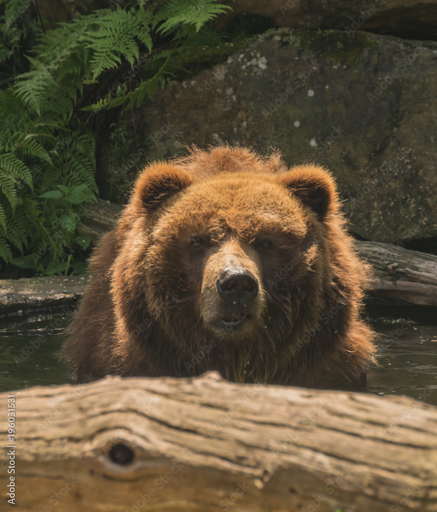 Obraz premium Grizzly bear