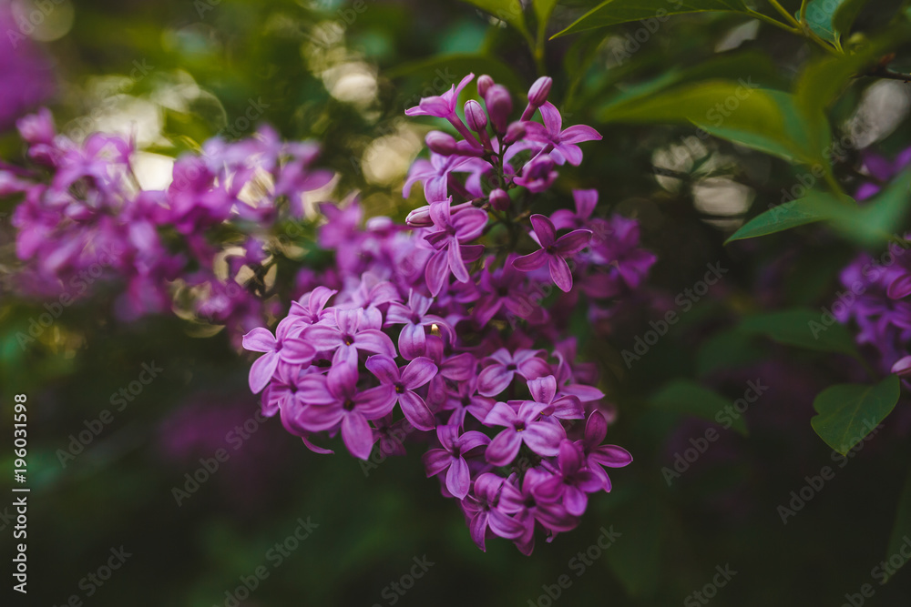 Extreme close-up of Syringa lilac flower Extreme close-up of Syringa lilac flower