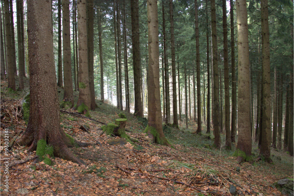 Fototapeta premium Baumstämme Fichten