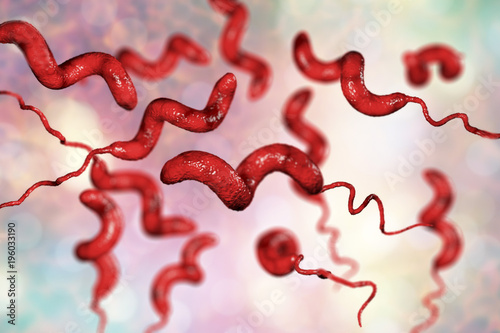 Campylobacter bacteria, C. jejuni, C. fetus, Gram-negative S-shaped motile bacteria the causative agent of food-borne infection campylobacteriosis, 3D illustration photo