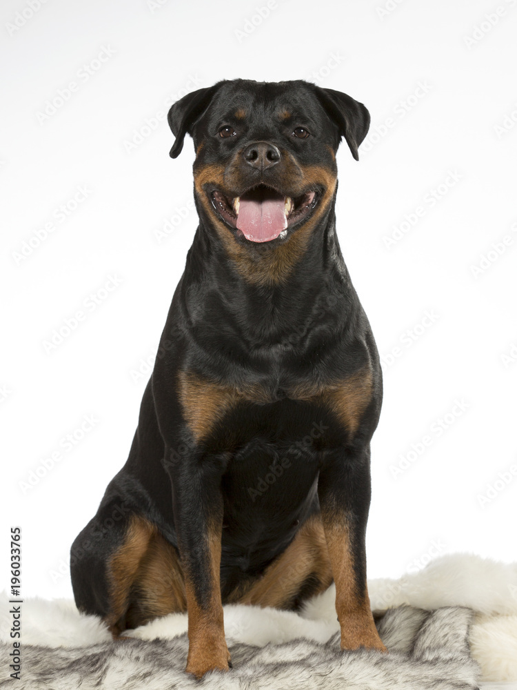 Rottweiler dog portrait. Image taken in a studio. Rottweiler dog portrait. Image taken in a studio.