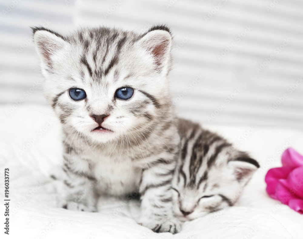 Portrait of a cute kitten. 