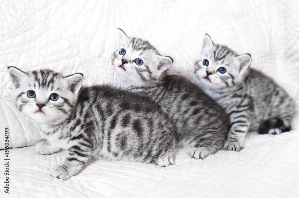 Three kittens frightened. 