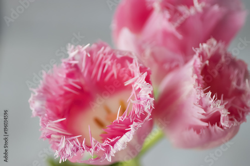 Pink fresh tulips on gray background.