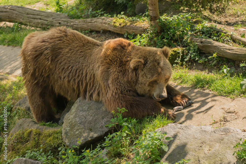 Naklejka premium Grizzly bear