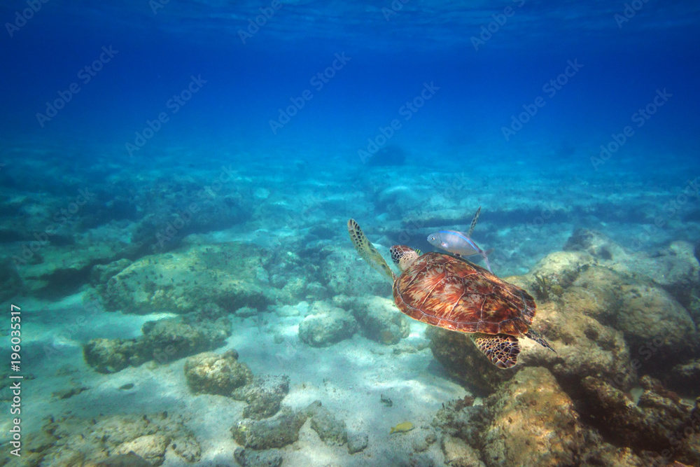 Green turtle swimming in the Caribbean sea of Mexico