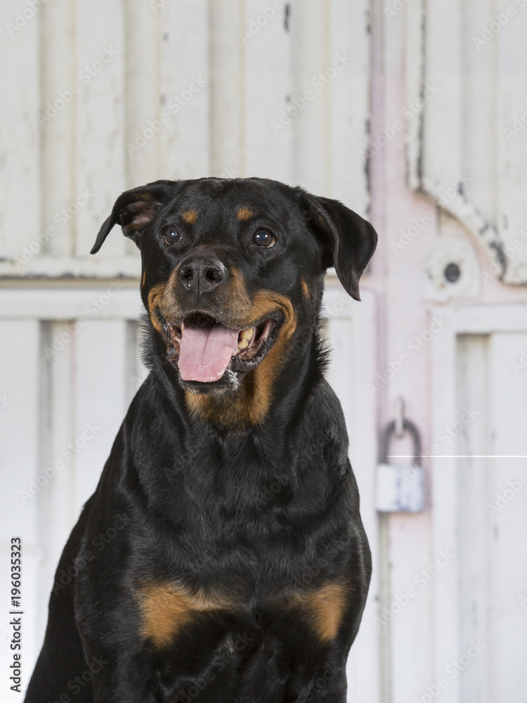 Rottweiler is guarding a metal warehouse with padlock on the door. Rottweiler is guarding a metal warehouse with padlock on the door.