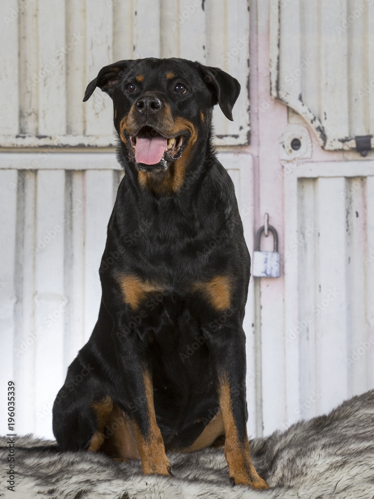 Rottweiler is guarding a metal warehouse with padlock on the door.