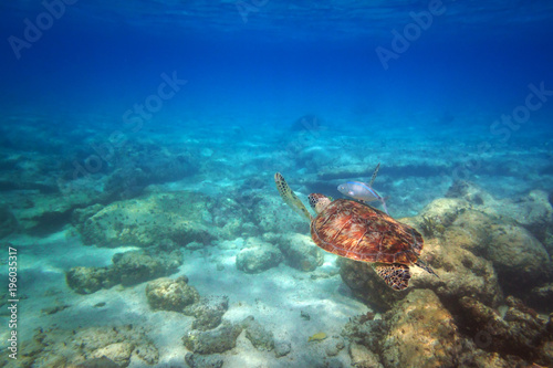 Green turtle swimming in the Caribbean sea of Mexico