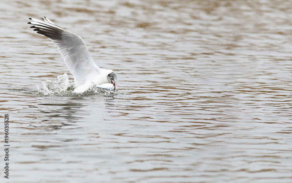 This Seagull is on the hunt. Dived into the water and grabbed in the fish .... This Seagull is on the hunt. Dived into the water and grabbed in the fish ....