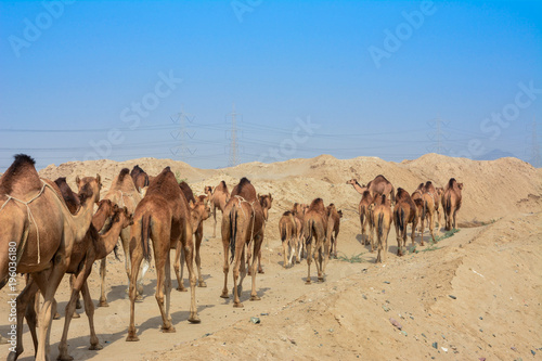 camels © Naushad