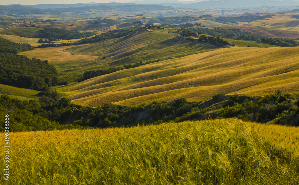 Fototapeta premium Tuscan landscape, fields and meadows on a warm sunny day 