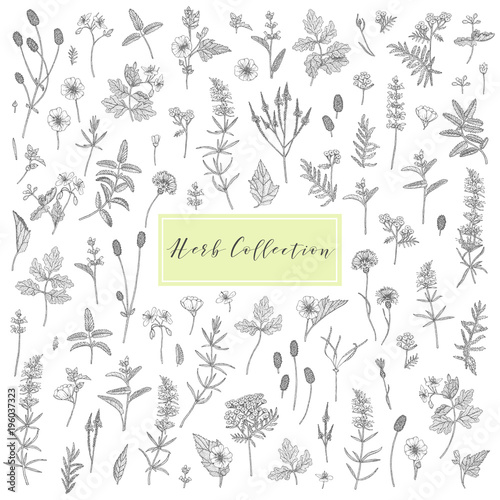 Vector medicinal herbs.