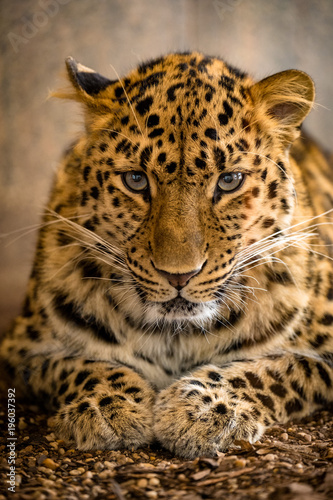 Portrait eines Leoparden