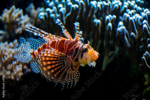 Farbenprächtiger Feuerfisch mit Korallen im Hintergrund