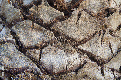 The texture of the trunk of the palm tree.