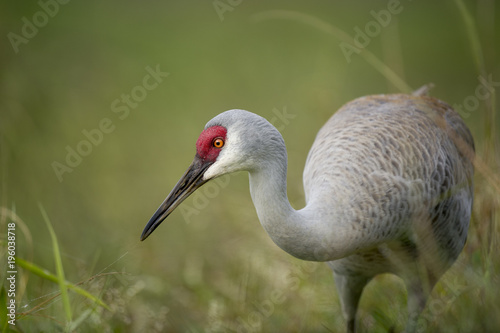 A Sandhill Crane stands low in green grass with a thin spider web stretched from its beak to the grass with a smooth green background.