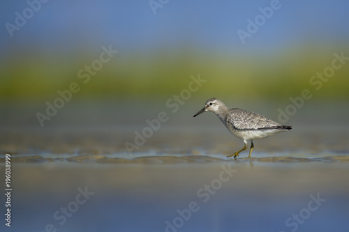 A Pectoral Sandpiper walks in the wet sand in a marsh on a bright sunny day.