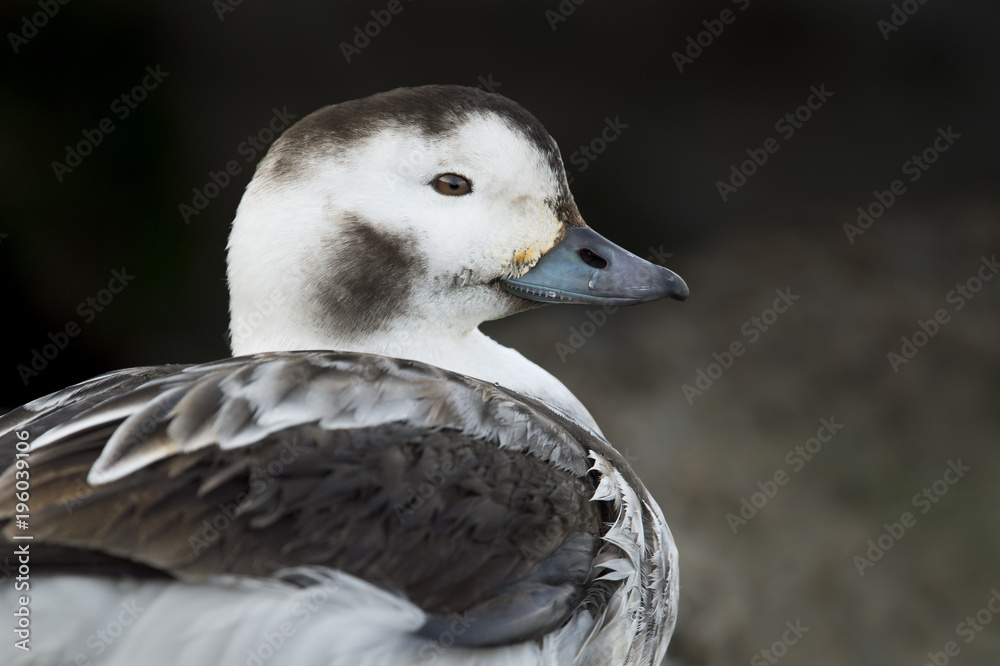 A female Long-tailed Duck close up portrait in soft light with a dark jetty background. A female Long-tailed Duck close up portrait in soft light with a dark jetty background.