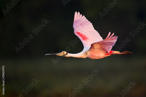 A bright pink Roseatte Spoonbill flying in front of a dark background with early morning sun shining on it. photo
