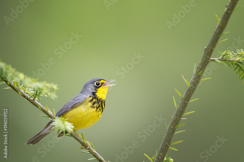 A beautiful yellow and black male Canada Warbler sings while perched on a branch with a smooth green background. © rayhennessy