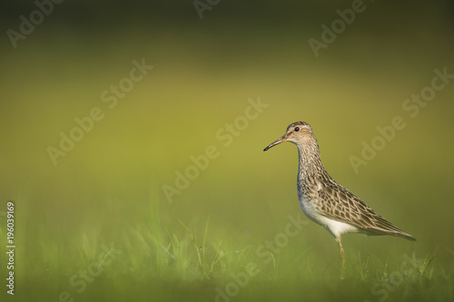 A Pectoral Sandpiper stands in the bright green grass with a smooth background on a sunny morning.