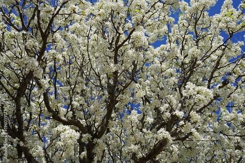 View of flowering pear tree in the suburbs of Dallas, Texas during spring