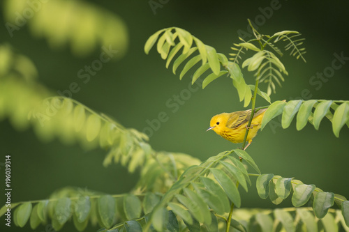 A tiny Yellow Warbler perched in a green branch with a smooth green background