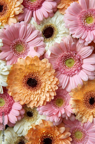 Fototapeta Naklejka Na Ścianę i Meble -  White, pink, orange gerbera, floral background. Flower concept