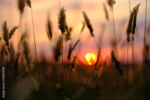 Sunset wheat