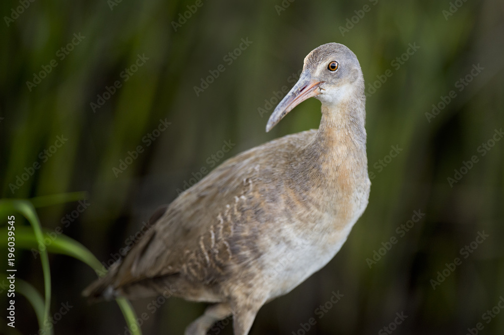 A Clapper Rail stand in front of green marsh grasses for a close detailed portrait with soft lighting. A Clapper Rail stand in front of green marsh grasses for a close detailed portrait with soft lighting.