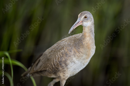 A Clapper Rail stand in front of green marsh grasses for a close detailed portrait with soft lighting.
