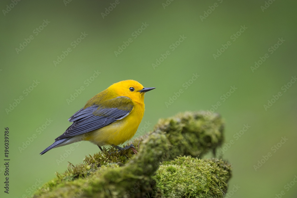 Fototapeta premium A bright yellow Prothonotary Warbler perched on a green mossy log with a smooth green background.
