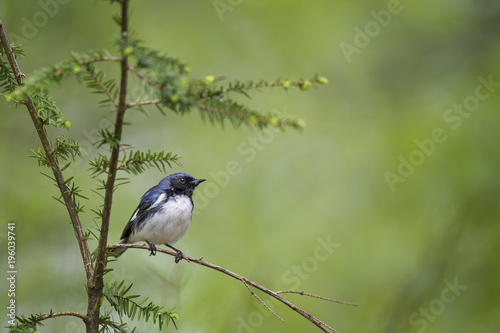A Black-throated Blue Warbler perched on an open branch with a smooth green background in soft light. photo