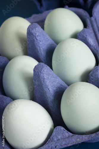 Pastel blue free range eggs laid by Cream Legbar hens a British heritage breed developed in 1929