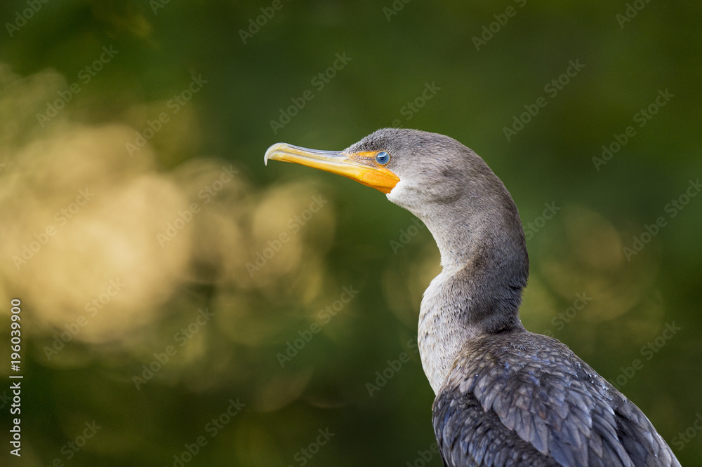 A close portrait of a Double-crested Cormorant with a background of the sun filtering through the trees. A close portrait of a Double-crested Cormorant with a background of the sun filtering through the trees.