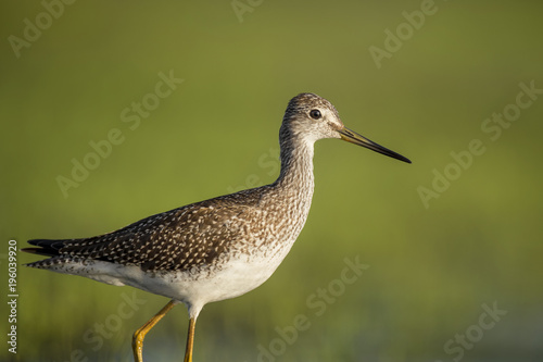 A Greater Yellowlegs stands for a close portrait in the morning sun with a smooth green background.