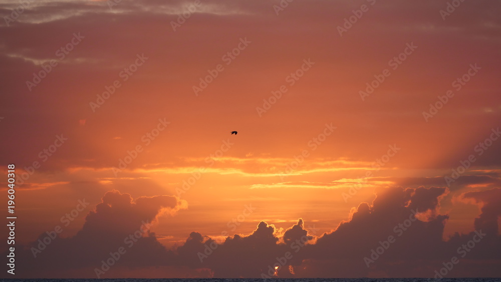 Stunning view of the colorful golden sunset with bird silhouette in the distance