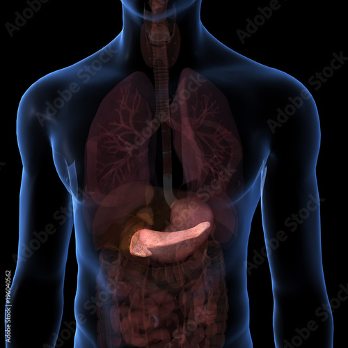 Pancreas Isolated within Torso on Black