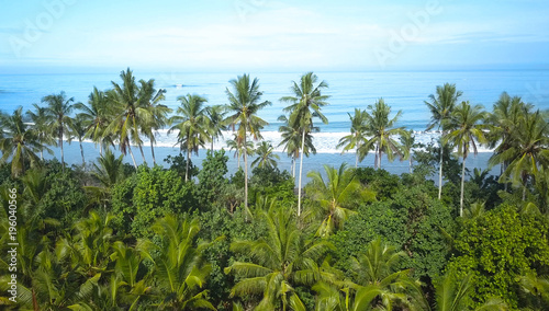AERIAL: Tall palm trees towering over the endless blue ocean on a beautiful day.