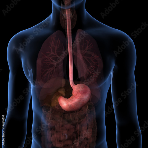 Stomach Isolated within Torso on Black