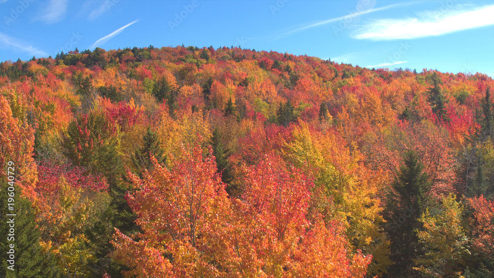 AERIAL: Flying over endless forest with red, orange and yellow colored canopies. AERIAL: Flying over endless forest with red, orange and yellow colored canopies.
