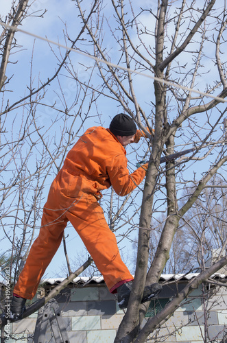 A professional gardener cuts the tree; Young man pruning tree in orchard; High-altitude work on pruning of garden trees