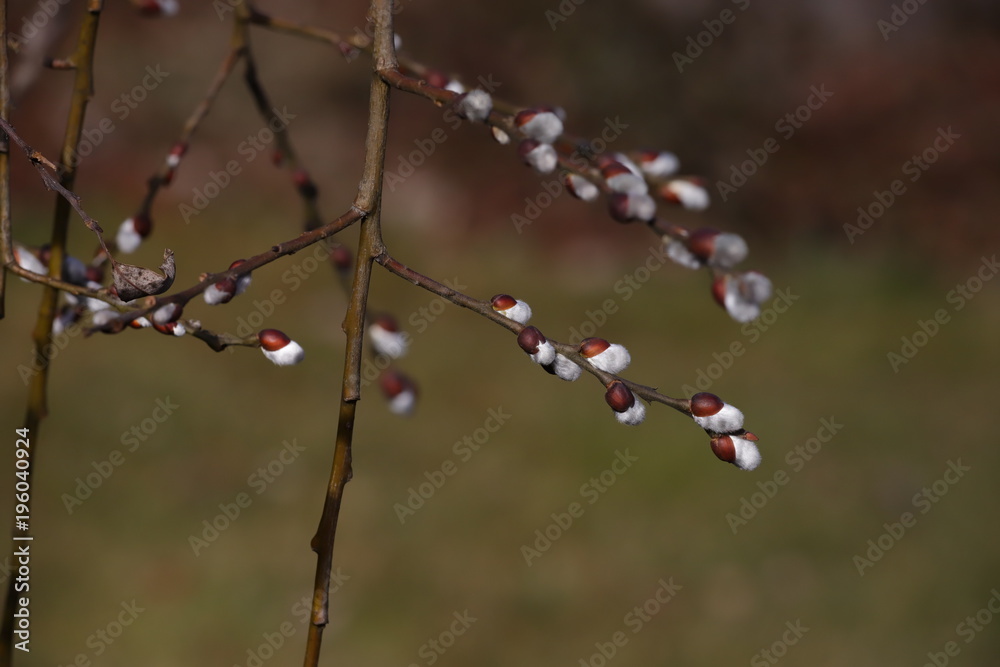 catkins on spring catkins on spring