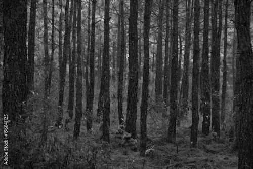 pine wood in forest - black and white tone