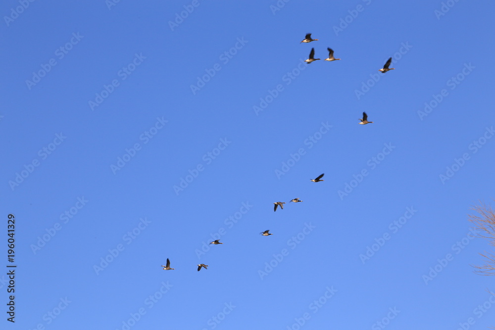 Vögel auf Harriersand