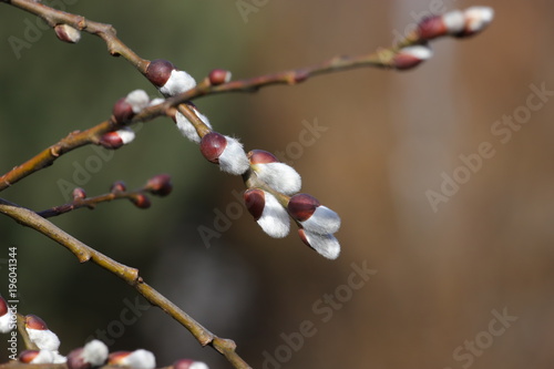 catkins on spring